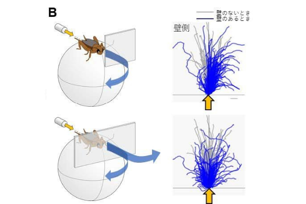 昆虫は触角を使って「空間をイメージ」していたと判明