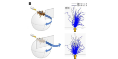 コオロギはショッカクで空間認識していた