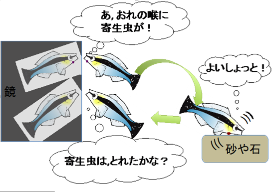 ホンソメワケベラは自己認知できる