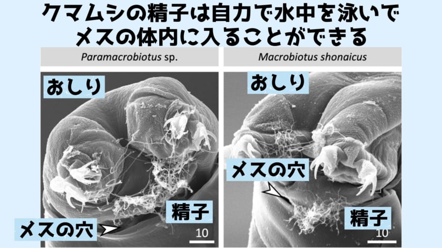 水中を泳いでメス体内に入り込むクマムシのトライアスロン精子