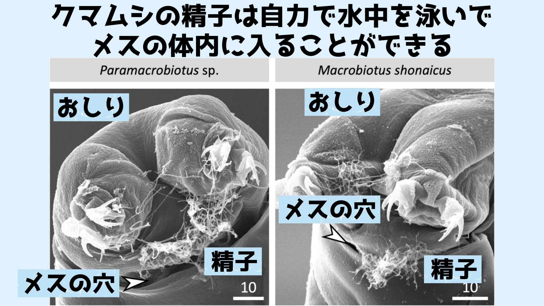 水中を泳いでメス体内に入り込むクマムシのトライアスロン精子の動きを解明