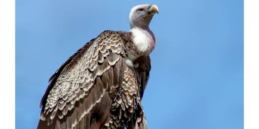 腐肉を食べても病気にならない”清潔ハゲ”な怪鳥「ハゲタカ」 - ナゾロジー