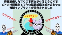 脊髄が損傷したマウスを再び歩けるようにする脊髄インプラントが開発されました