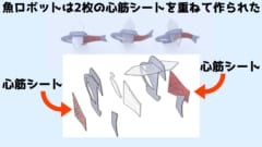 心筋のシートを左右に一枚ずつ設置し自律ノード（後述）を前方に配置する