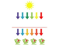 太陽光の波長を変化させて育てた農作物は安全なのか？