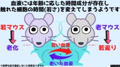 血液には年齢に応じた時間成分が配合されており触れた細胞の時間（若さ）を変えてしまいます。なお血を飲んだり塗ったりしても効果は期待できません。輸血や血管を直結するなどの方法が必要でしょう