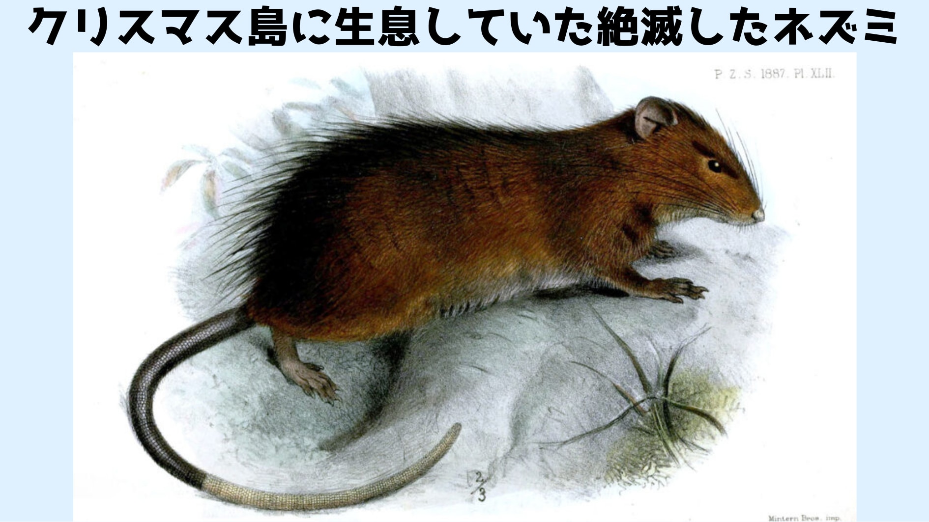 現存種ラットのDNAをちょっとずつ置き換えて絶滅種に変換する計画！の画像 2/5