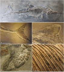 魚竜の骨格や軟組織の化石