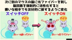 マウスの社会性を制御する回路を強制的に活性化すると友好度に変化が起こりました