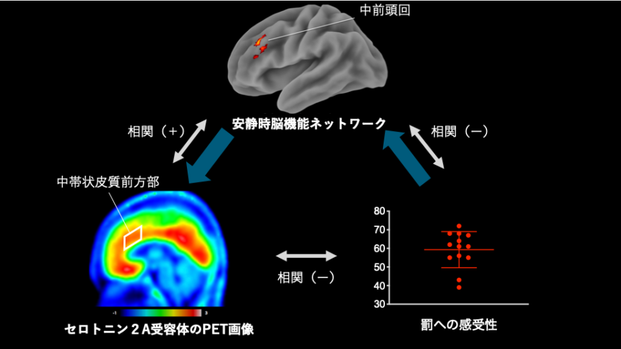 罰回避傾向とセロトニン2A受容体および安静時脳機能ネットワークの関係