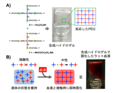 合成ハイドロゲルの構造と血液接触時の即時固化機構