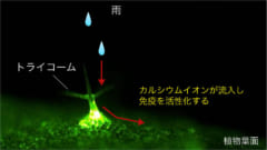 トライコームが雨を感知して、免疫スイッチをオン！