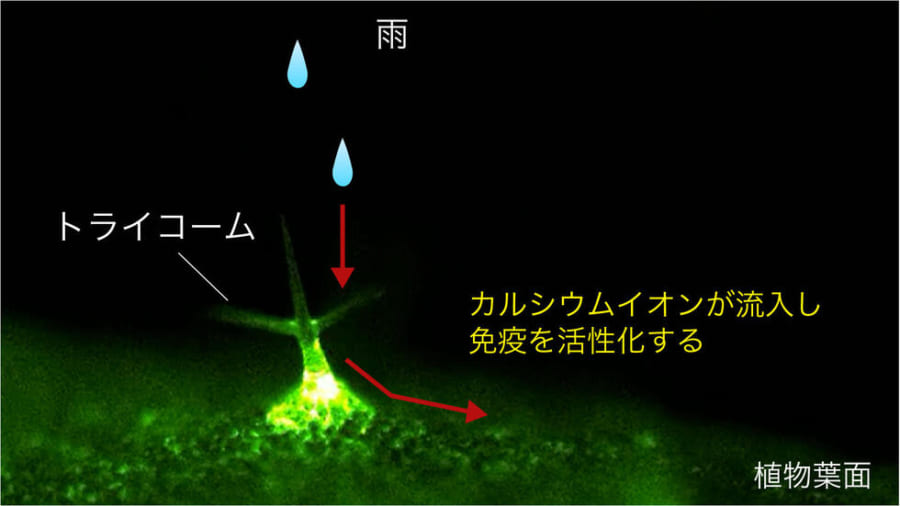 植物は雨に打たれると「免疫スイッチ」をオンにすると判明！