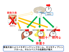 朝食を抜くと体内時計が狂い、体重増加につながる