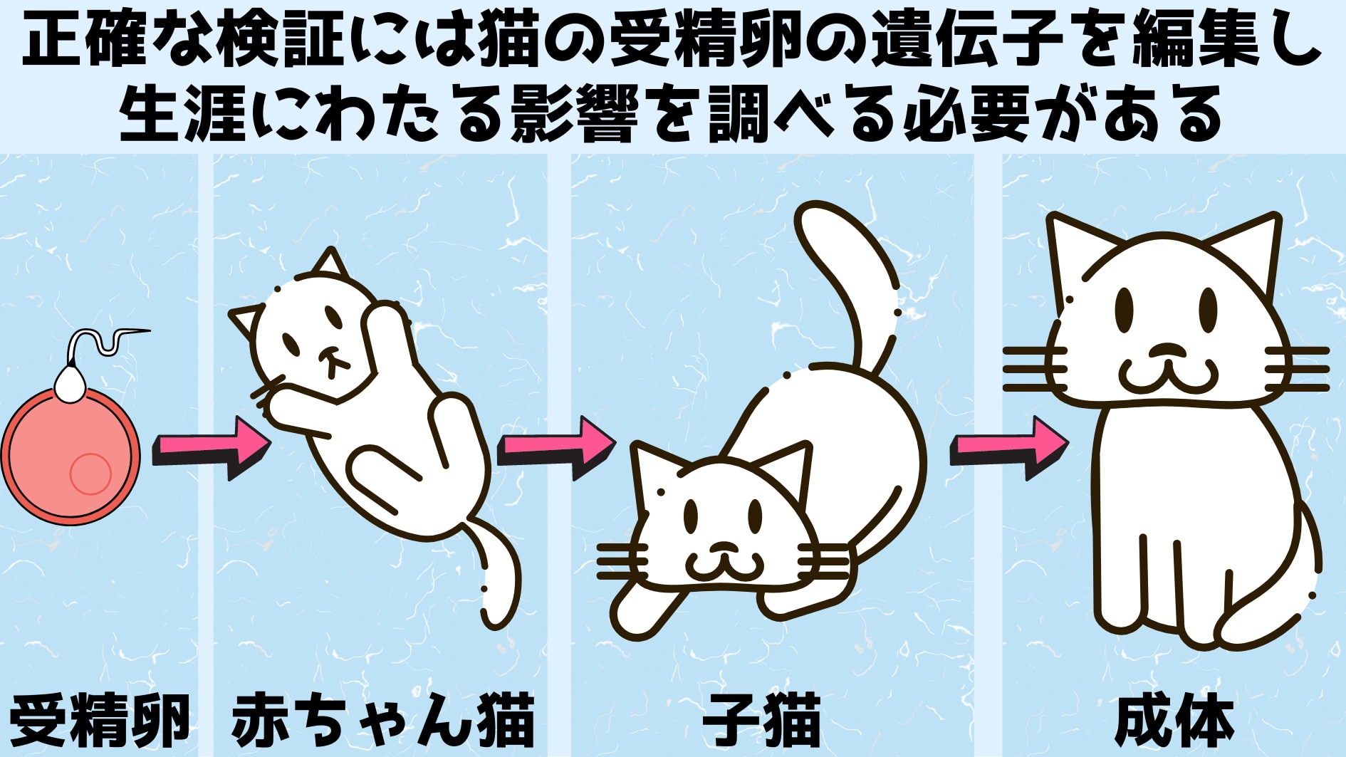 安全性の検証には遺伝操作した子猫の成長を見守る必要がある