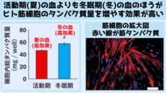 分化したヒト骨格筋由来培養細胞（右）と冬眠期・活動期血清のタンパク質量増加比較（左）