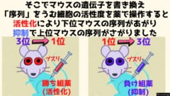 序列を決める脳細胞を活性化・抑制するとマウスの序列が実際にかわりました