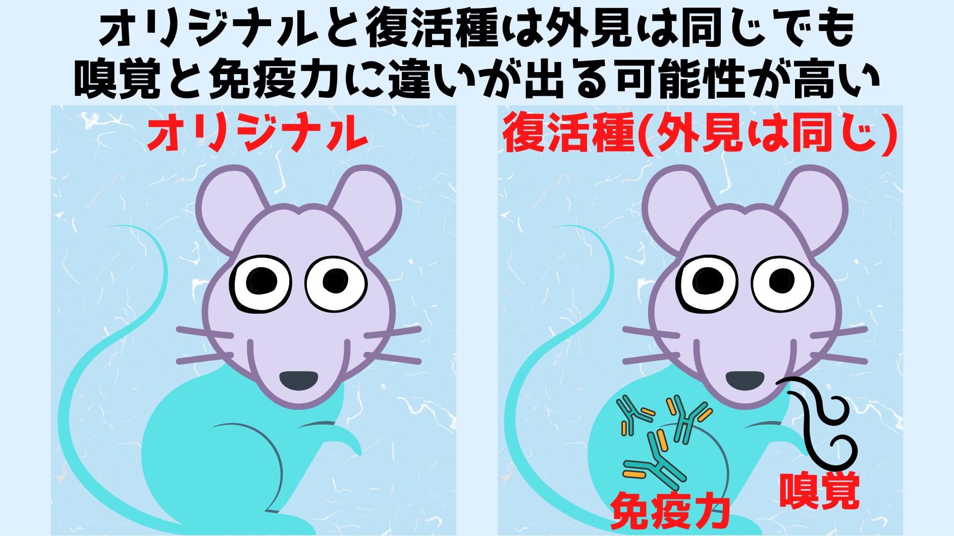 現存種ラットのDNAをちょっとずつ置き換えて絶滅種に変換する計画！の画像 4/5