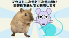 マウスも二次元画像と三次元の物体に同等性を感じられると判明！