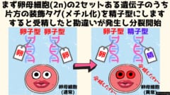 減数分裂前の卵母細胞は体の細胞と同じく２セットのゲノムを持っています。そのうちの1つのメチル化パターンを精子そっくりにすると、未受精卵は受精したと勘違いを起こすようです