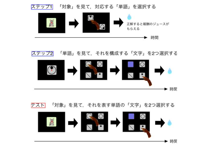 実験の手順。タッチパネルを使ってサルに擬似言語を覚えさせ、二重分節構造を理解できるか確認した。正解するとサルはジュースがもらえる。