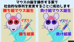 脳を操作する薬でマウスの社会的な「序列」を変更することに成功！