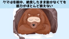 冬眠中のツキノワグマの血清には人間の筋肉を増やす効果があると判明！