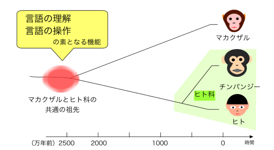 霊長類進化の簡単な図