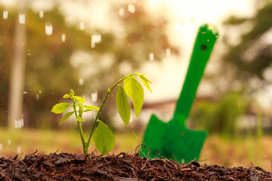 植物は雨に対してどんな応答をするのか？