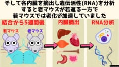 5週間後、解剖して内臓を摘出。そして内臓に含まれる細胞の遺伝子活性を調べます