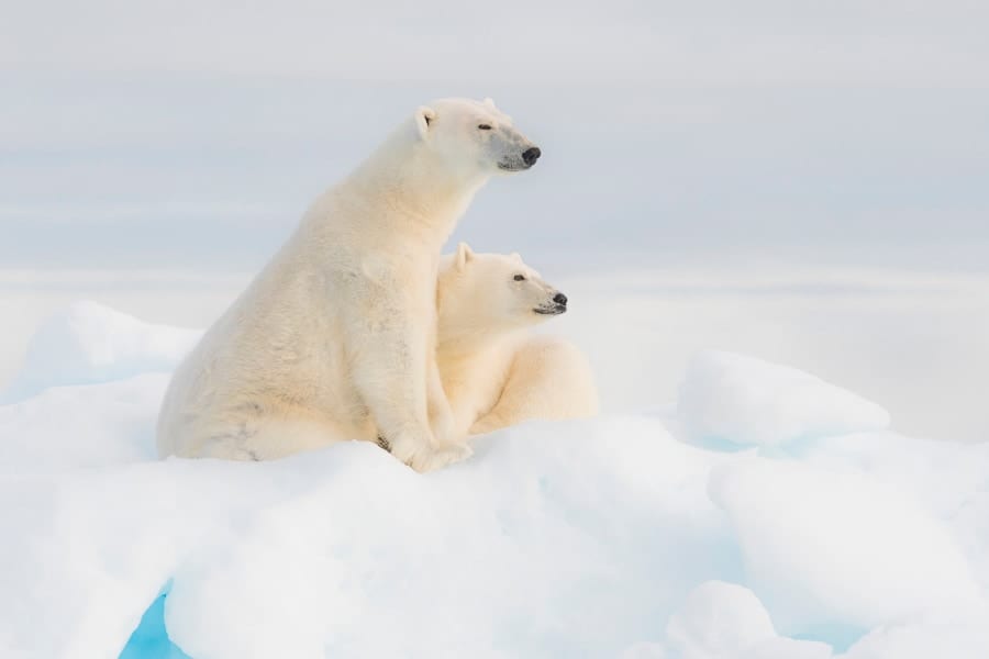 なぜシロクマは南極にいないのか？