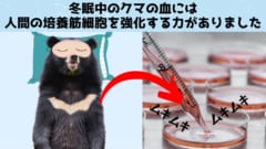 冬眠中のツキノワグマの血清には人間の筋肉を増やす効果があると判明！