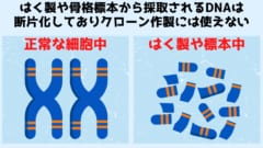 現存種ラットのDNAをちょっとずつ置き換えて絶滅種に変換する計画！の画像 3/5