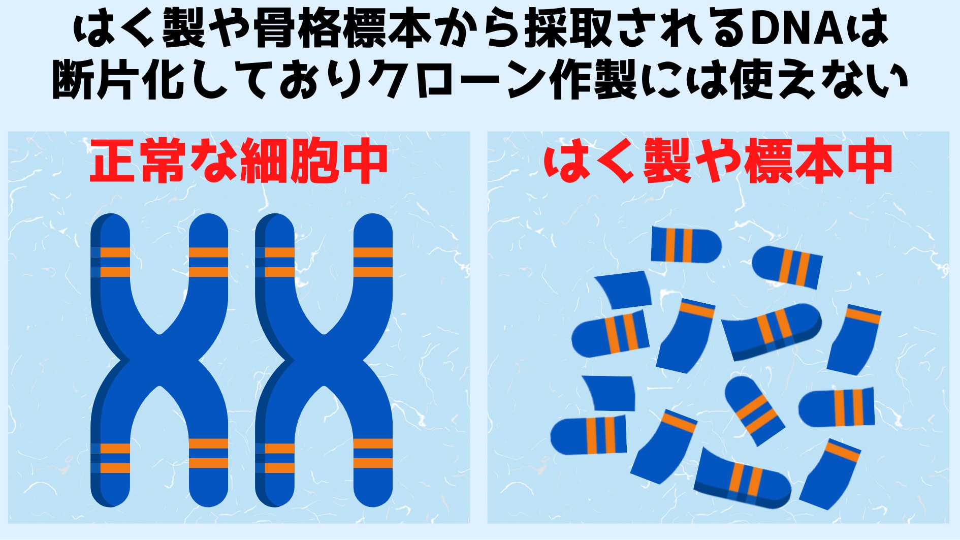 現存種ラットのDNAをちょっとずつ置き換えて絶滅種に変換する計画！の画像 3/5