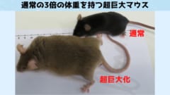 ただの肥満ではなく骨格も大きくなっている