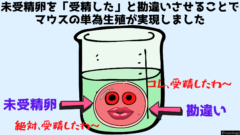 未受精卵を受精したと勘違いさせることで単為生殖が実現しました