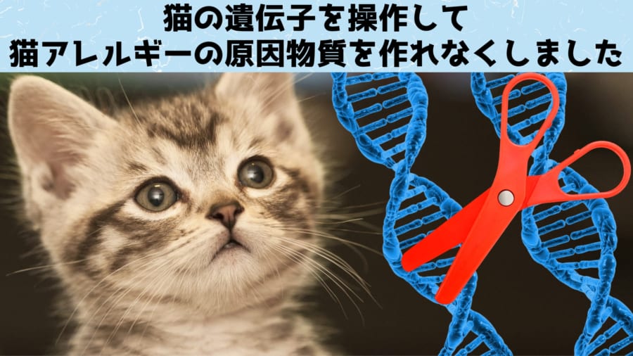 遺伝操作で「猫アレルギーの人でも飼える猫」が誕生しつつある