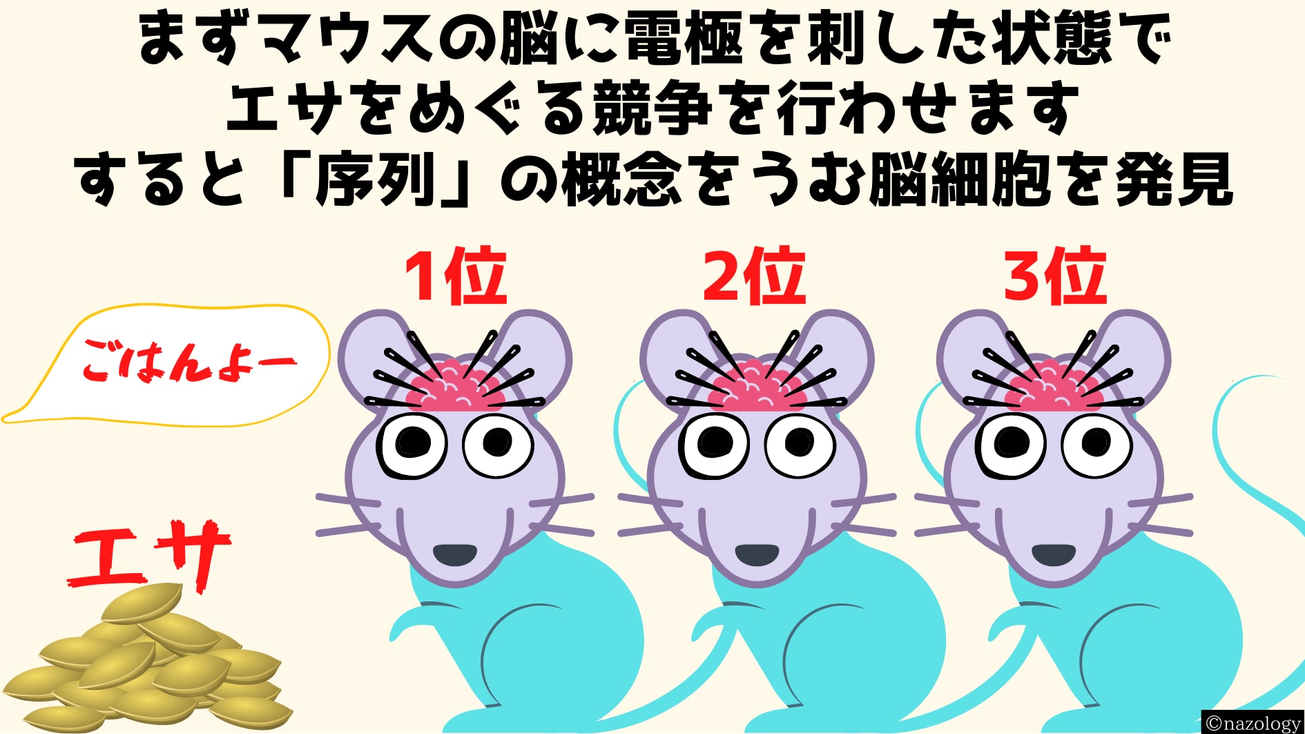 まずマウスに序列の概念を与えている脳細胞を調べました