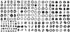 対象とした生物の骨の断面図