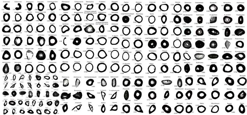 対象とした生物の骨の断面図