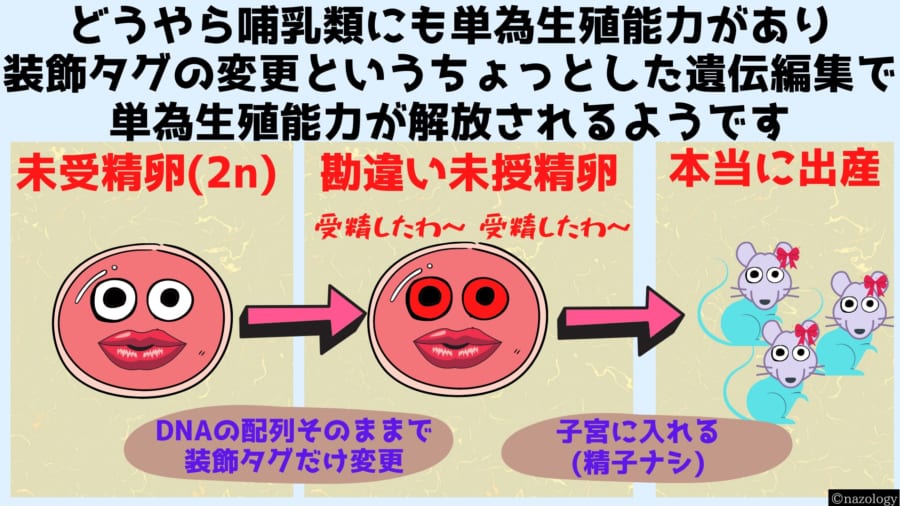 哺乳類にも単為生殖能力が備わっていますが、DNA状に存在するメチル化タグによってエピジェネティックに抑制されているようです