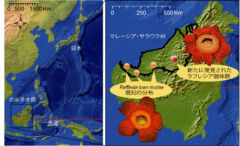 マレーシア・サラワク州における既知のラフレシア・トゥアンムデの分布と新たに発見された個体群の位置