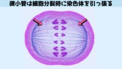 今回の研究に意識が関係ないとしても微小管に量子効果があるというのは大きな発見となる