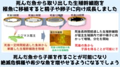 死んだ魚からでも「子孫」の作成が可能に！　死後24時間以内ならOKの画像 1/4