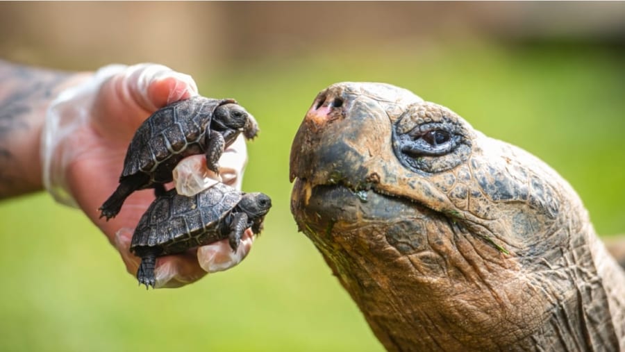 70歳の父親と21歳の母親から赤ちゃんが誕生！　絶滅危惧「ガラパゴスゾウガメ」の新たな希望