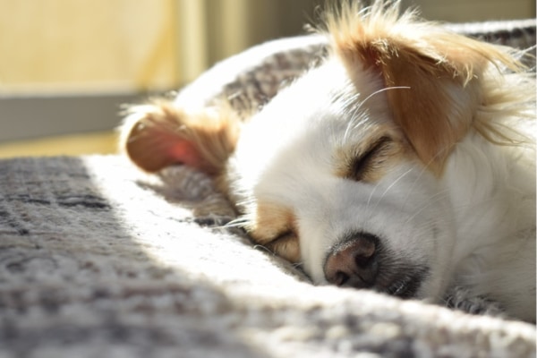 眠っている方が”生物のデフォルト状態”かもしれない