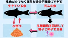 生きている魚だけでなく死んだ魚からも子孫をつくれるようになれば、より多くの遺伝資源を活用できるようになります