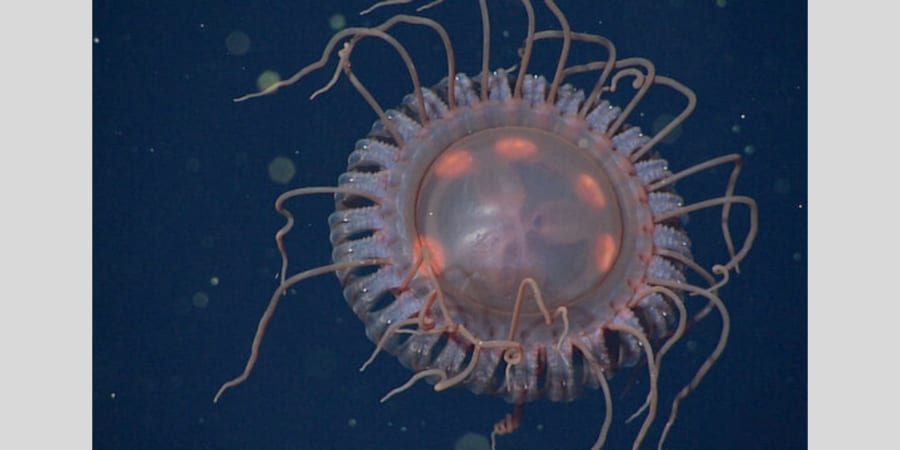 まるで「宇宙船」のような新種の深海クラゲを発見！ - ナゾロジー