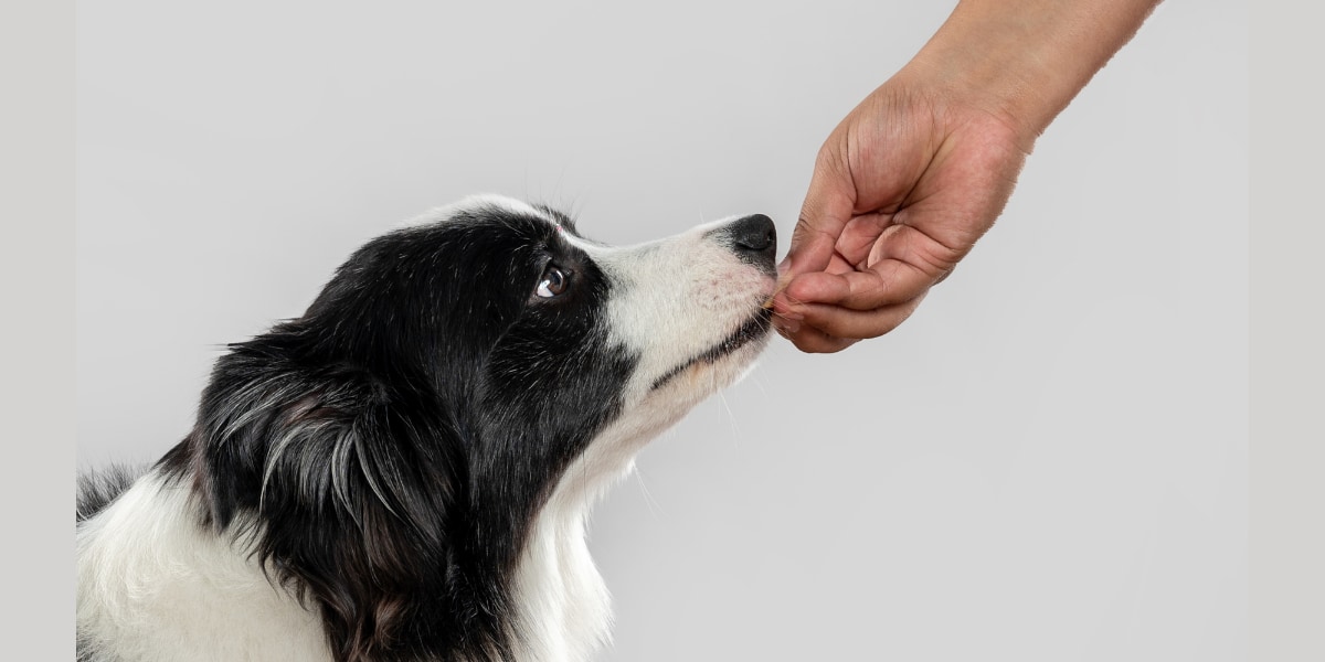 犬種で行動特性は説明できない