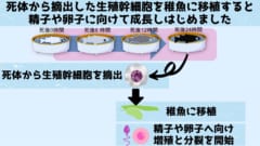 死んだ魚からでも「子孫」の作成が可能に！　死後24時間以内ならOKの画像 2/4